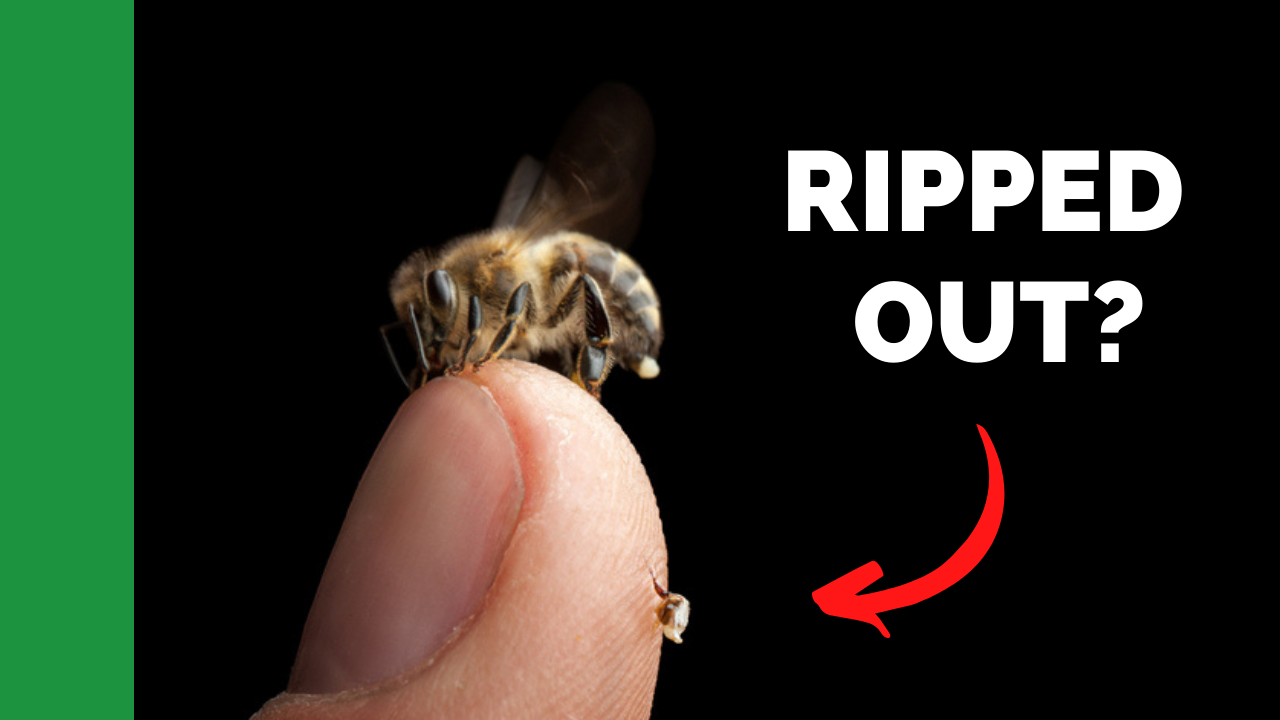 why-do-bees-die-when-they-sting-you